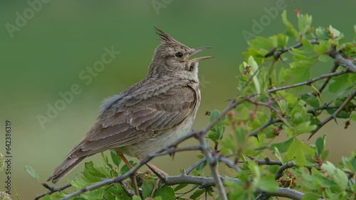 Bird Crested lark bird singing on a small bush, closeup with audio (Galerida cristata).