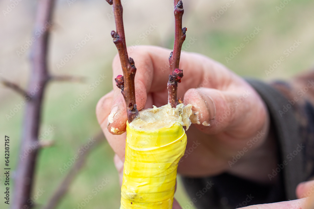 the gardener makes the grafting of a fruit tree by the splitting method. A man covers a cut of a branch with garden putty - obrazy, fototapety, plakaty 