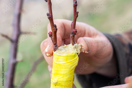 the gardener makes the grafting of a fruit tree by the splitting method. A man covers a cut of a branch with garden putty photo