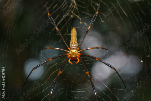 Golden Orb Spider macro shot © Juanmarcos