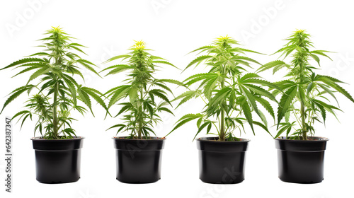 Cannabis plant in a flower pot on transparent background, isolated, png