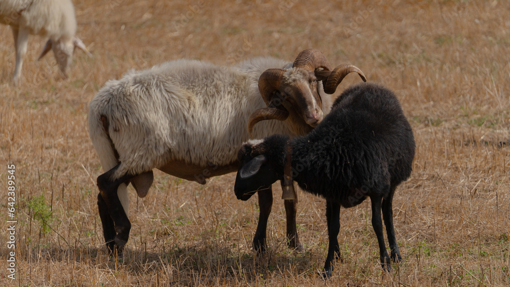 Sardinian breed ram tries to mate with a black sheep. Sardinian breed ram tries to mate with a black sheep.