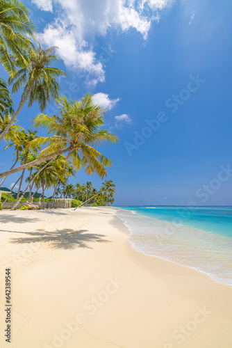 Beautiful tropical beach banner. White sandy coast coconut palm trees travel tourism wide panoramic island. Amazing beach landscape. Exotic nature, sunny tranquil peaceful inspire seascape blue sky