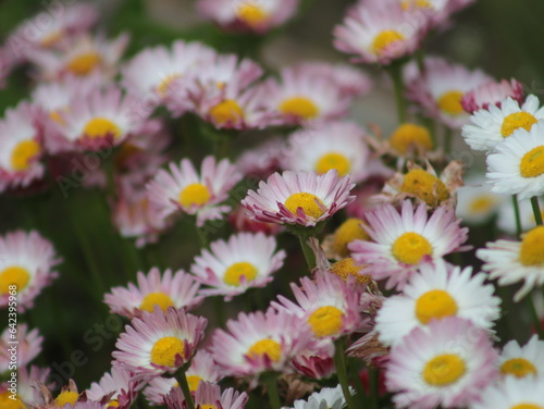 A lot of small multi-colored flowers daisies