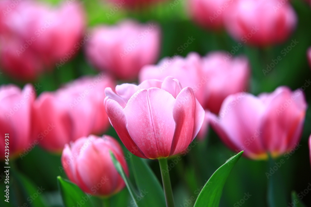Tulip flowers blooming in the garden with green leaves Tulip flowers blooming in the garden with green leaves
