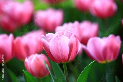 Tulip flowers blooming in the garden with green leaves