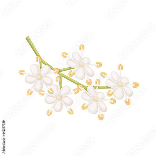 Vector illustration  elderflower  isolated on white background.