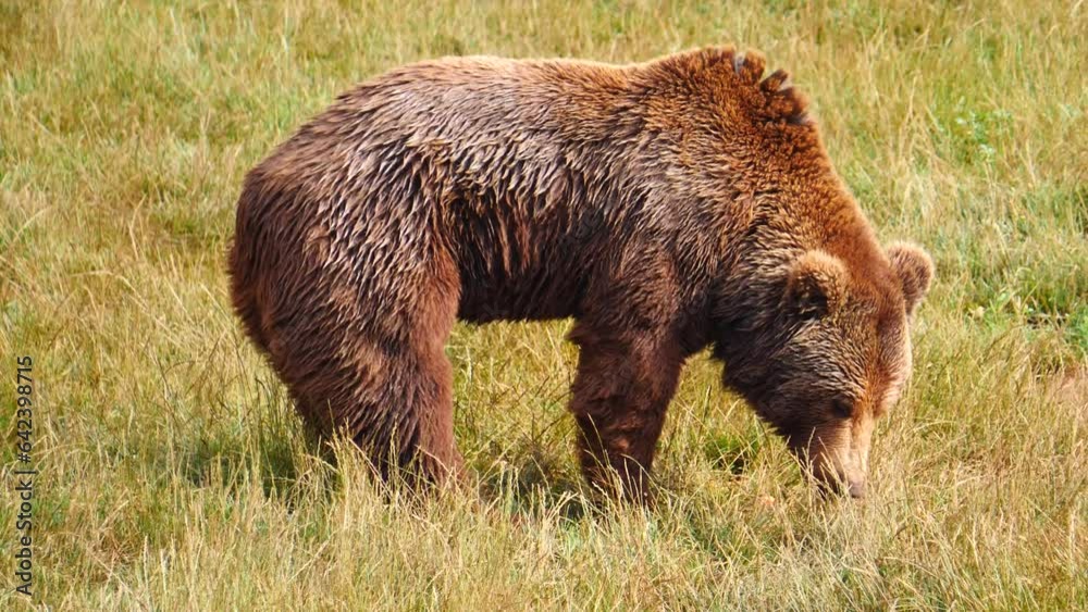 Brown bear playing on grassy meadow Brown bear playing on grassy meadow