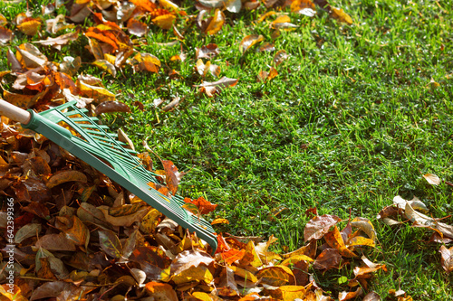 Obraz na plátně Autumn Leaves Cleaning