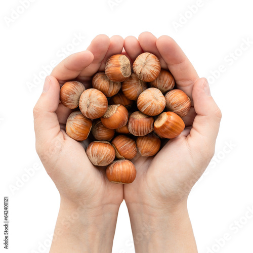 Hazelnuts in hands on a white background