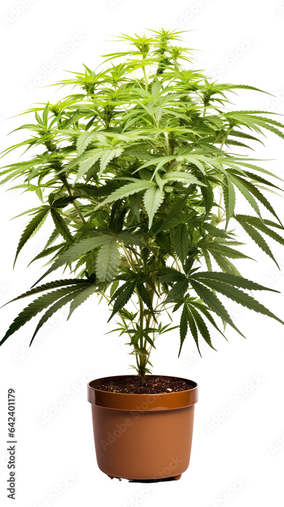 Fototapeta premium Cannabis plant in a flower pot on transparent background, isolated, png