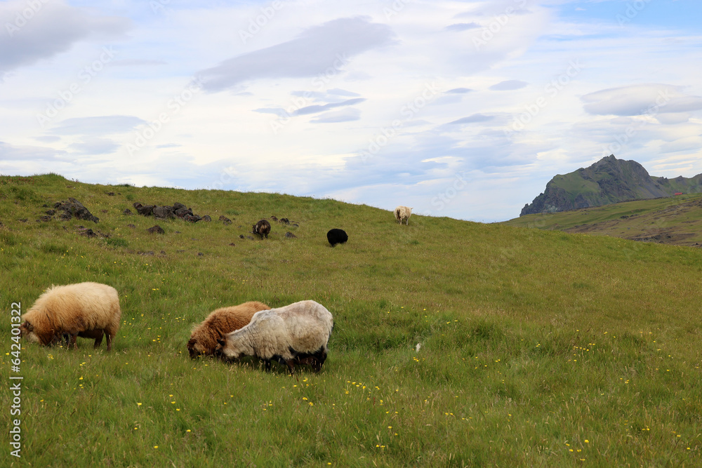 Sheep grazing in a meadow in the Heimaey Island, Vestmannaeyjar-Westman Islands-Iceland Sheep grazing in a meadow in the Heimaey Island, Vestmannaeyjar-Westman Islands-Iceland