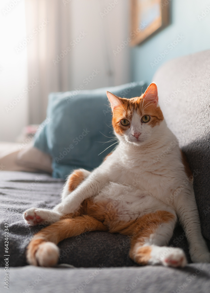 brown and white cat with yellow eyes sitting on a sofa looks at the camera. vertical composition brown and white cat with yellow eyes sitting on a sofa looks at the camera. vertical composition