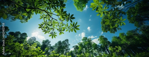 Sustainable Earth: Blue Sky & Green Trees photo