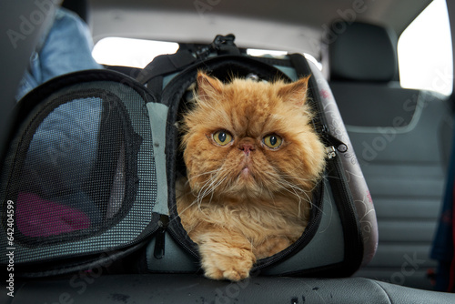 Pet carrier in the car on the seat. Traveling with an animal.
