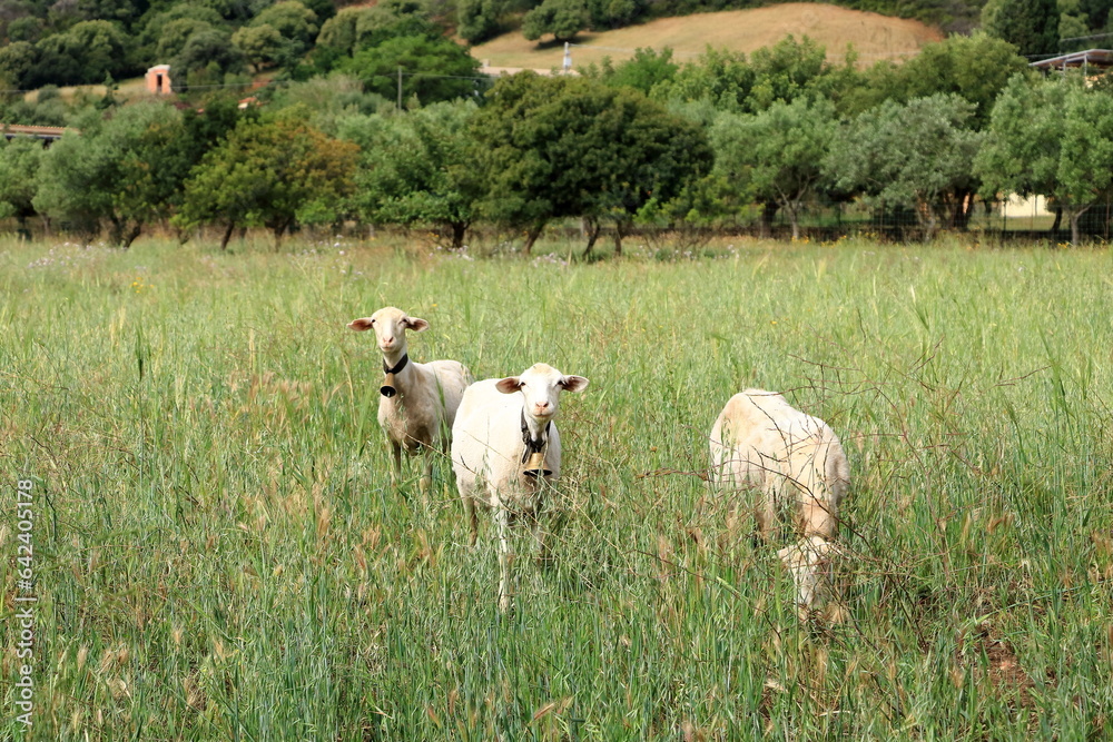 Obraz premium Herd of Sheep on the green grass near the Sea Coast. Sardinia, Italy