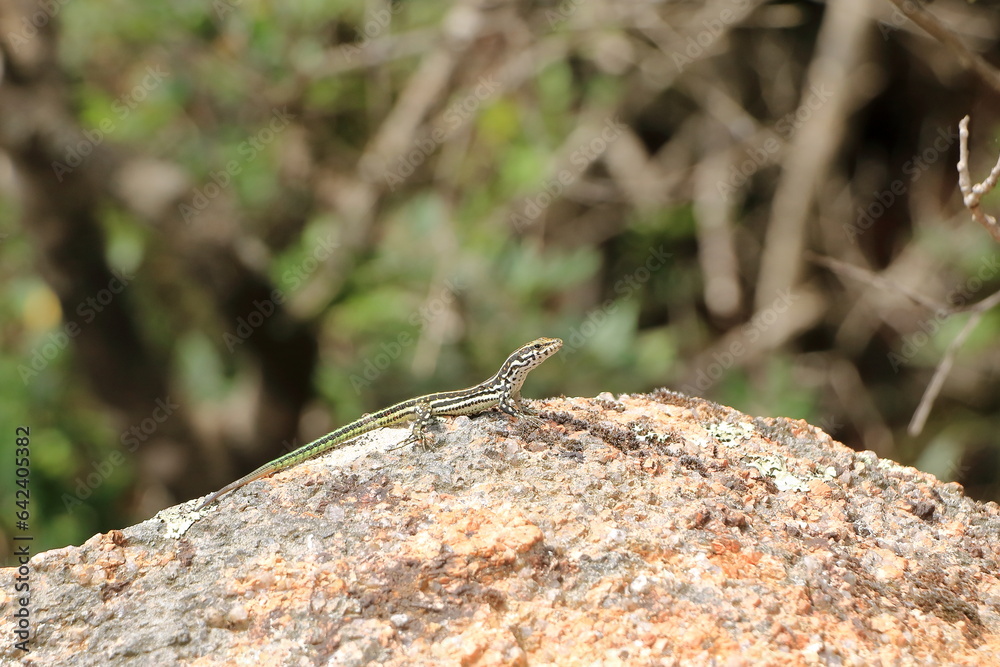 Tyrrhenian wall lizard (Podarcis tiliguerta) on a stone in Sardinia Tyrrhenian wall lizard (Podarcis tiliguerta) on a stone in Sardinia