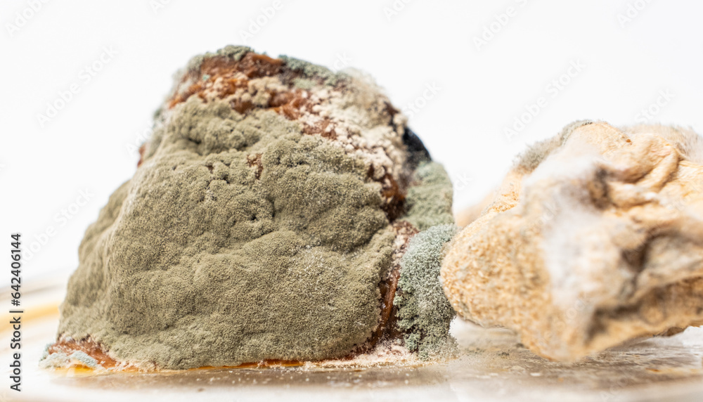 Mold on food macro on a white background. The danger of mold, stale products. Mold on food macro on a white background. The danger of mold, stale products.