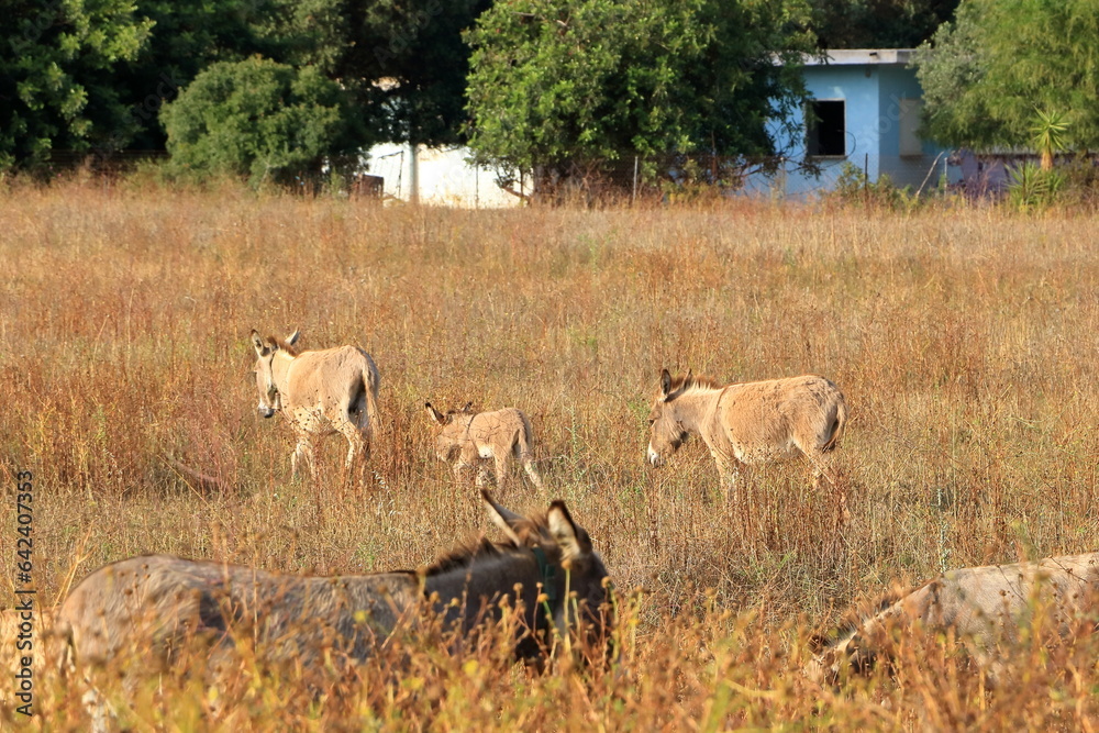 herd of donkeys with offspring in sardinia herd of donkeys with offspring in sardinia