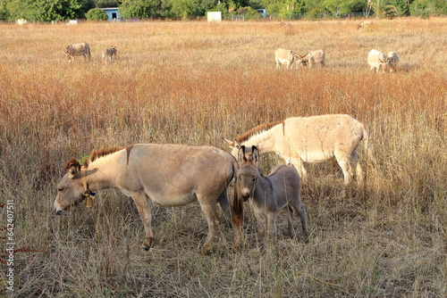 Fototapeta Naklejka Na Ścianę i Meble -  herd of donkeys with offspring in sardinia