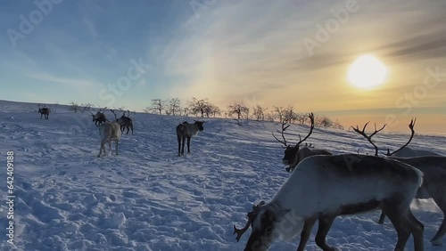 Herd of reindeer. Animals in Siberia. Aerial shooting. Frosty winter day. Huge snow field in the sun. Evening Murmansk