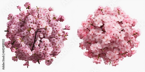 A top view of a cherry blossom. Isolated white background. AI Generated.