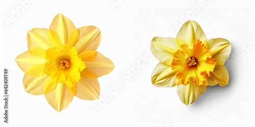 A top view of a daffodil. Isolated white background. AI Generated.