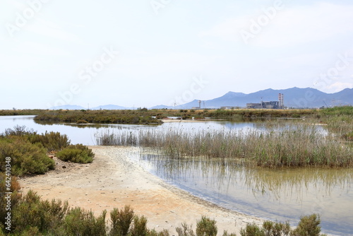 Fototapeta Naklejka Na Ścianę i Meble -  Pink flamingos and other birds walk in the water of the Mediterranean sea on the island of Sardinia, Italy. Behind them is the town of Cagliari