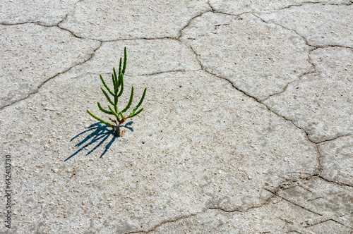 Сommon glasswort, glasswort (Salicornia europaea), Salt tolerant plants on cracked earth at the bottom of a dried salty estuary photo