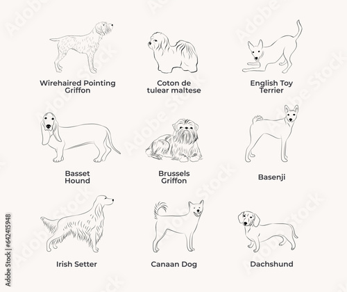 Dog Line Drawing, line art, one color, black and white, vector isolated illustration in black color on white background. Canaan dog, Basenji, Basset Hound, English Toy Terrier, Сoton de tulear maltese