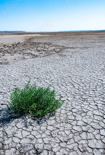 Сommon glasswort, glasswort (Salicornia europaea), Salt tolerant plants on cracked earth at the bottom of a dried salty estuary