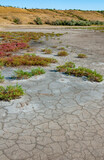 Сommon glasswort, glasswort (Salicornia europaea), Salt tolerant plants on cracked earth at the bottom of a dried salty estuary