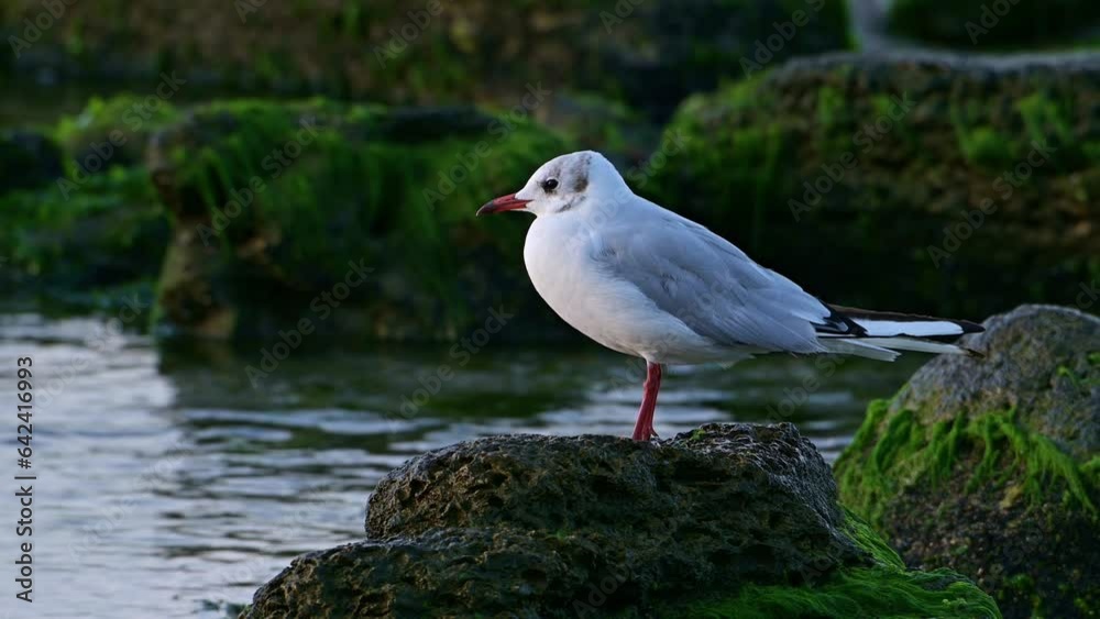 Birds Black-headed gull (Chroicocephalus ridibundus) perched on a rock at sea shore in early morning. Birds Black-headed gull (Chroicocephalus ridibundus) perched on a rock at sea shore in early morning.