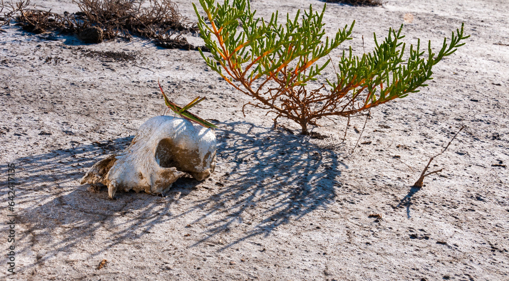 Obraz premium Acrida ungarica, insect sits on an old skull of a predatory animal against the background of cracked mud