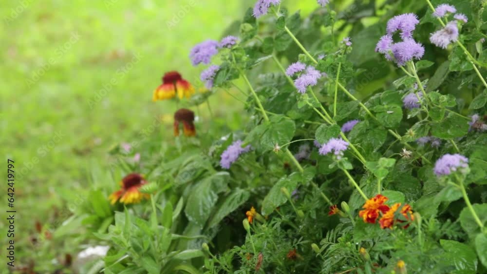Video of summer rain in garden flower bed and green lawn. Garden flowers: rudbeckia, ageratum, marigolds and green foliage with raindrops. Weather forecast, precipitation concept. Natural background Video of summer rain in garden flower bed and green lawn. Garden flowers: rudbeckia, ageratum, marigolds and green foliage with raindrops. Weather forecast, precipitation concept. Natural background