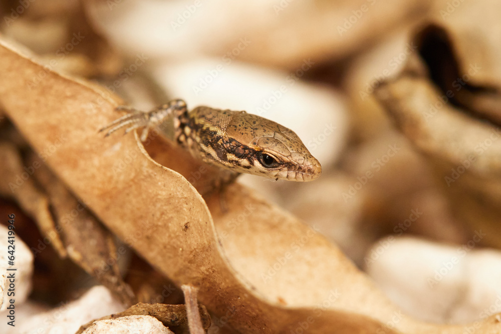 Lézard Lézard