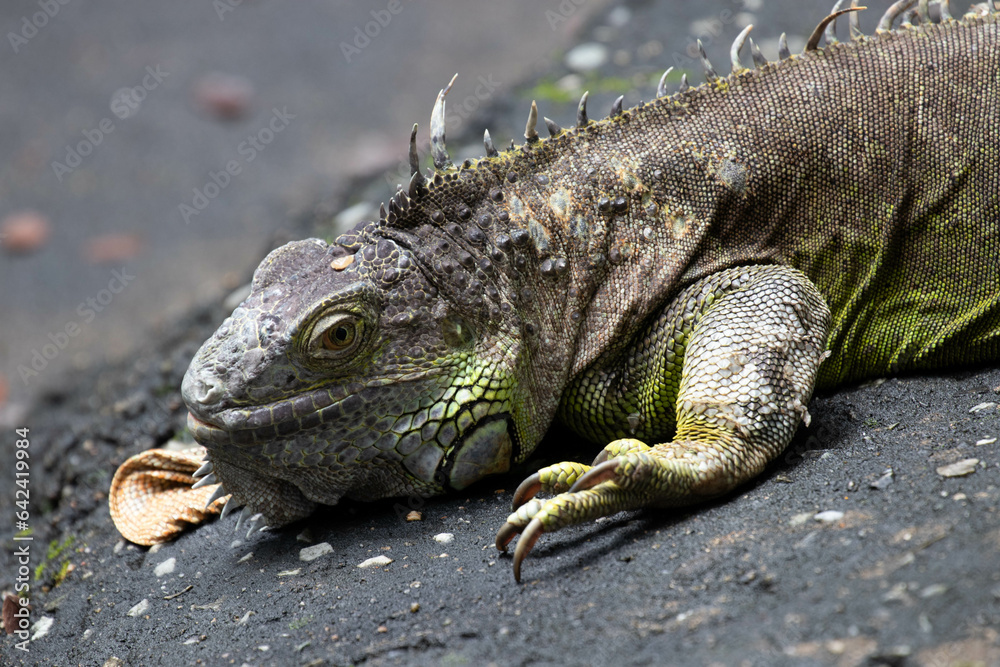 Close up colorful Green Iguana on the ground