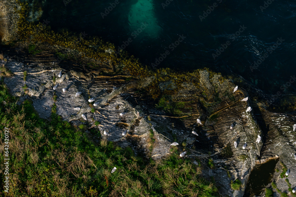 Coastal Serenity: Seagulls Perched on Norwegian Cliffs by the Sea