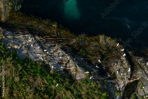 Coastal Serenity  Seagulls Perched on Norwegian Cliffs by the Sea