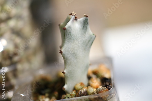 green indoor plant euphorbia lactea white ghost dragonbone spurge photo