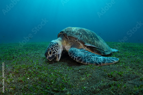 Fototapeta Naklejka Na Ścianę i Meble -  Green Turtle - Chelonia mydas feeds on the algae. Sea life of Bali, Indonesia.