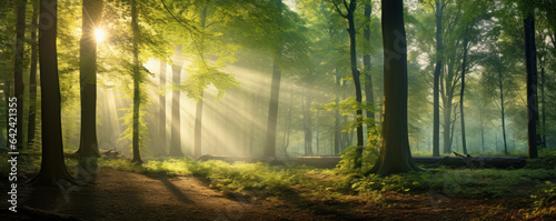 Forest Panorama with Sun Rays