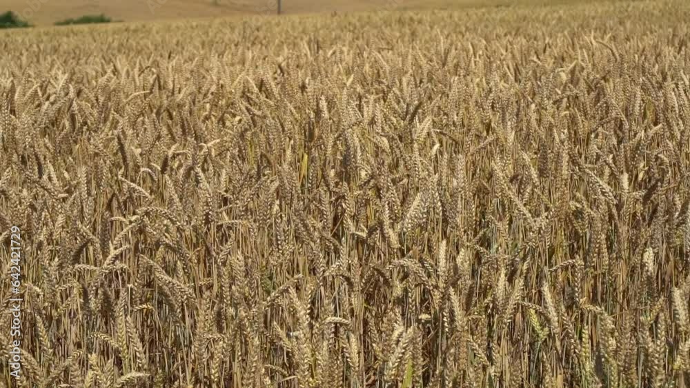 Wheat agriculture field on farm. Nature harvest grain crop in rural summer landscape. Wheat agriculture field on farm. Nature harvest grain crop in rural summer landscape.