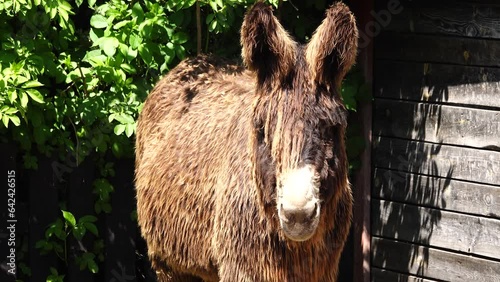beautiful donkey poitou on the farm photo