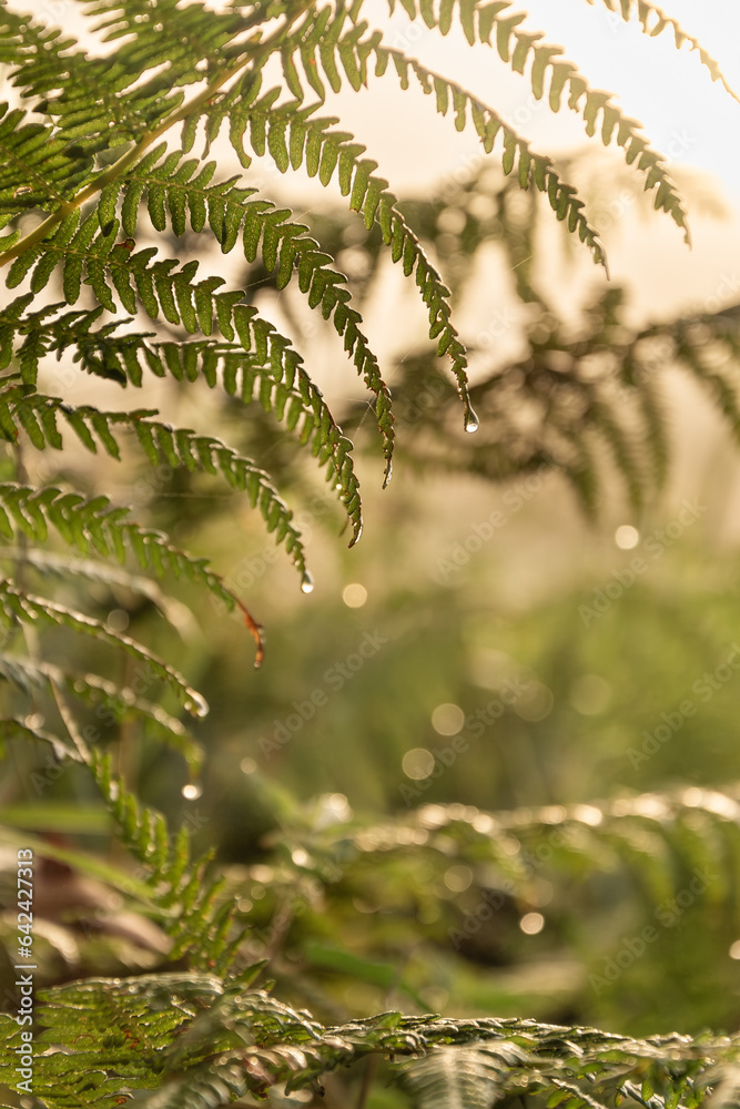 Dew drops during sunrise on a foggy morning
