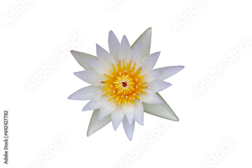 Top view of white lotus flower or water lily isolated on white background with clipping path.