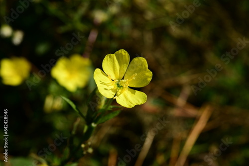 yellow flower on a green background