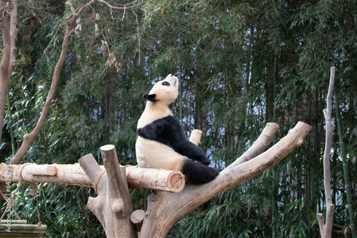 Close up Happy Panda in Everland, South Korea photo