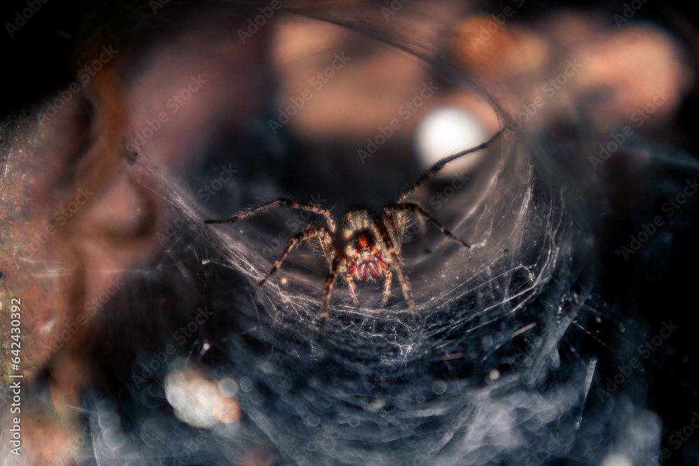 Creepy spider sits in its web lair. Spider in a cobweb hole. A large brown spider waits for prey on its web - obrazy, fototapety, plakaty 