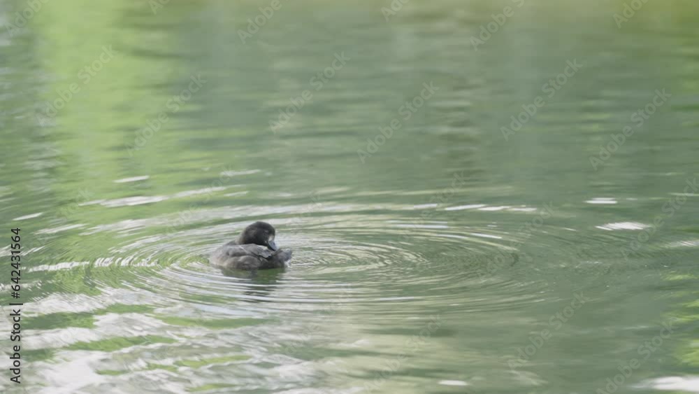 Slow motion black duck cleanin itselfin a pond Slow motion black duck cleanin itselfin a pond